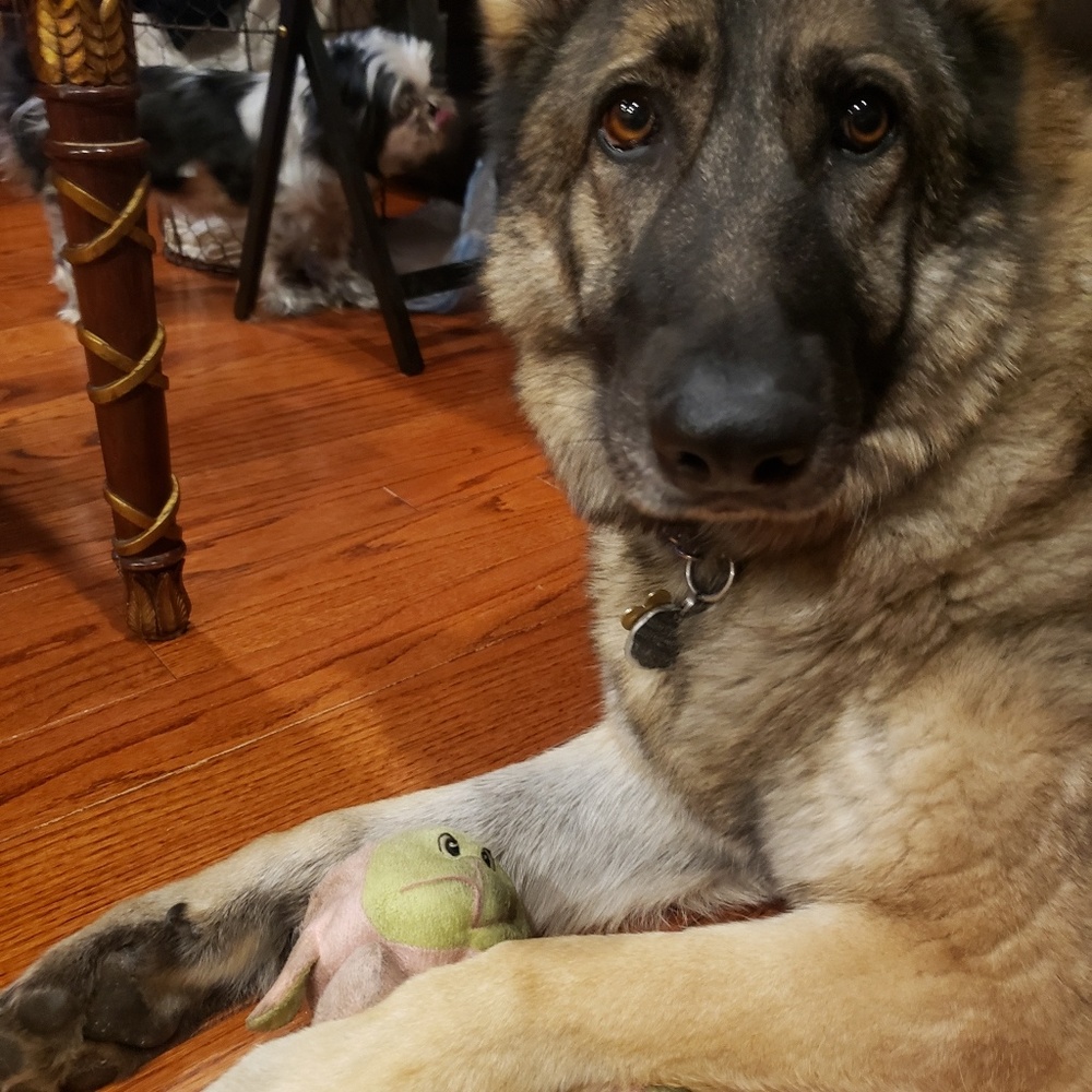 Meet your Posher, Gigi